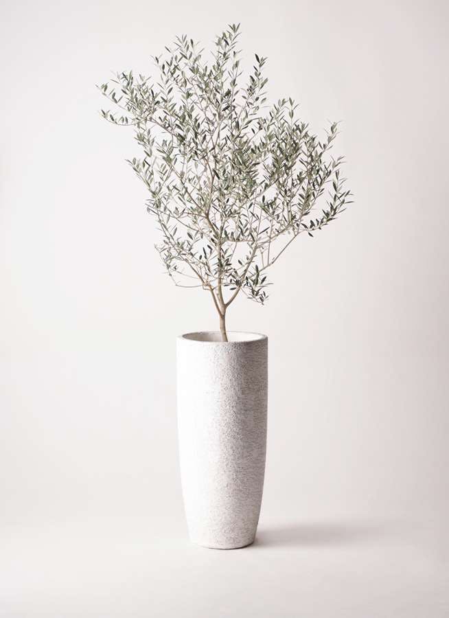 観葉植物 オリーブの木 8号 カヨンヌ エコストーントールタイプ white 付き