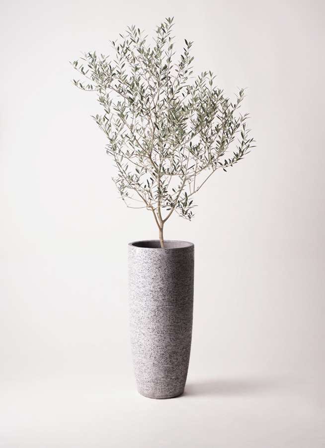 観葉植物 オリーブの木 8号 カヨンヌ エコストーントールタイプ Gray 付き