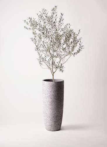 観葉植物 オリーブの木 8号 カヨンヌ エコストーントールタイプ Gray 付き