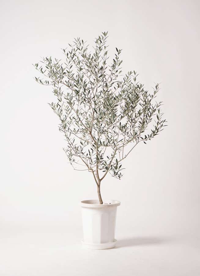 観葉植物 オリーブの木 8号 カヨンヌ プラスチック鉢