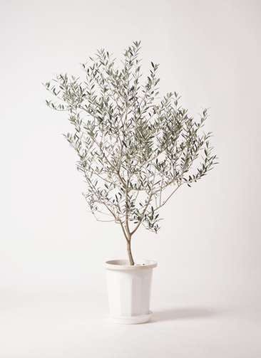 観葉植物 オリーブの木 8号 カヨンヌ プラスチック鉢