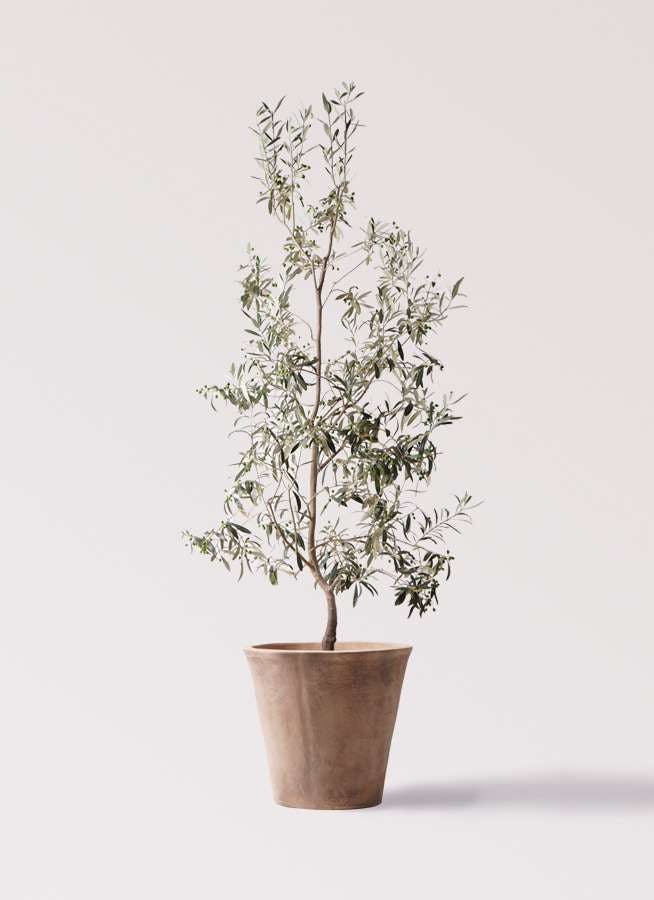 観葉植物 オリーブの木 10号 ワンセブンセブン ルーガ アンティコ ソリッド 付き