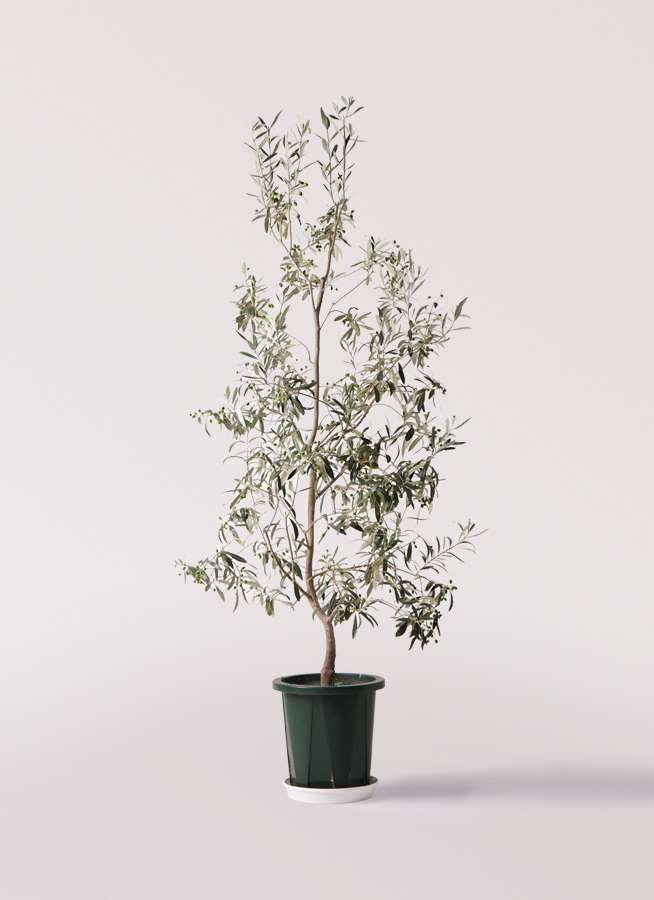 観葉植物 オリーブの木 10号 ワンセブンセブン プラスチック鉢