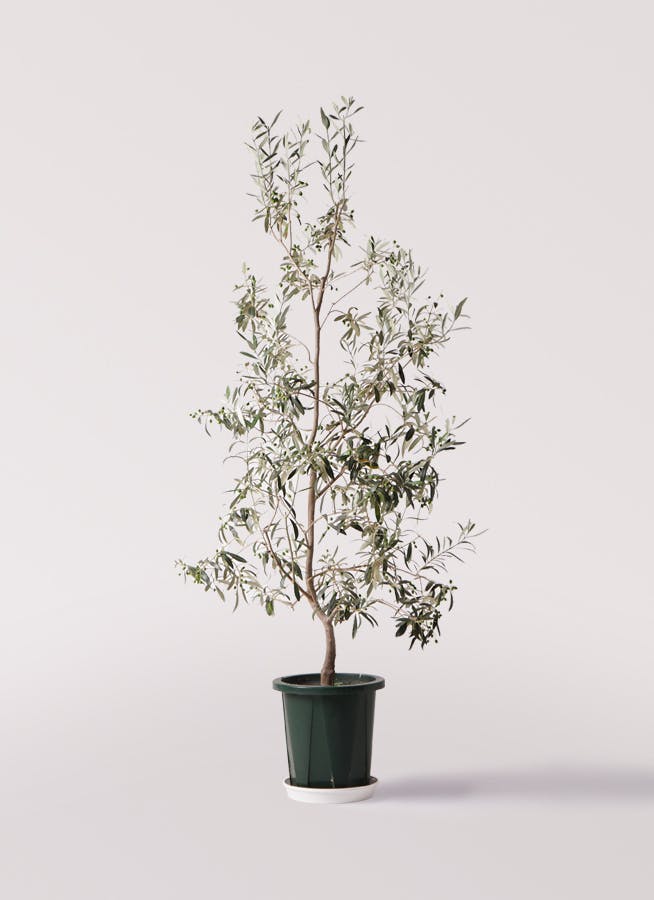 観葉植物 オリーブの木 10号 ワンセブンセブン アルマ コニック 白