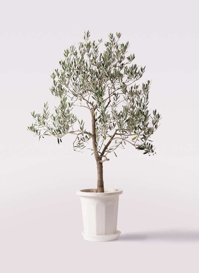 観葉植物 オリーブの木 10号 ピッチョリーネ プラスチック鉢
