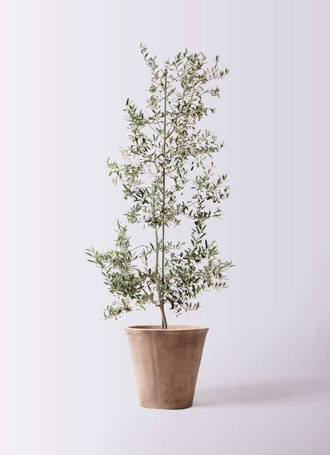 観葉植物 オリーブの木 10号 アルベキーナ ルーガ アンティコ ソリッド 付き