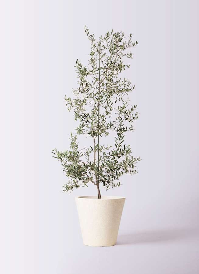 観葉植物 オリーブの木 10号 アルベキーナ フォリオソリッド クリーム 付き