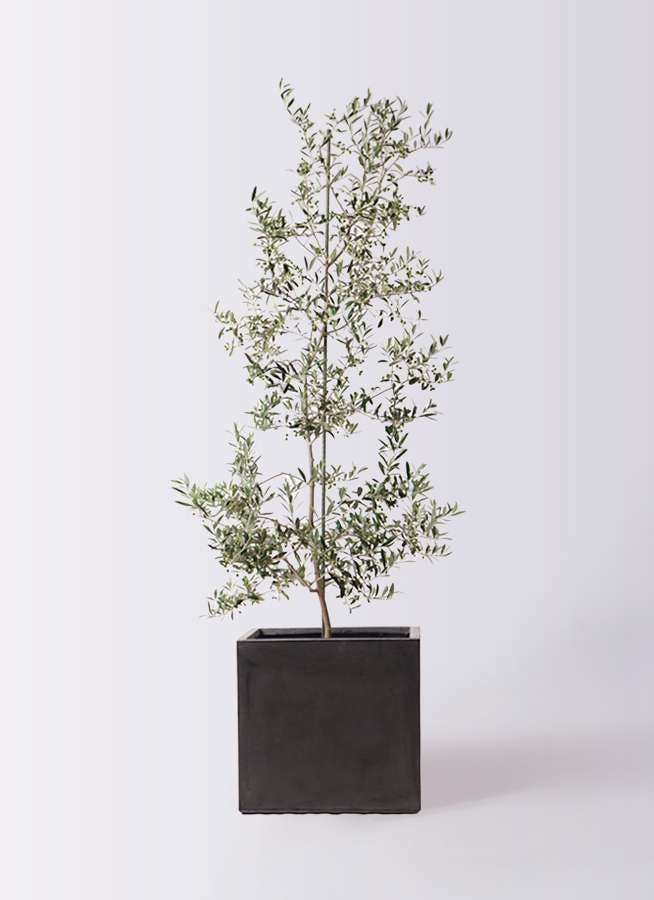 観葉植物 オリーブの木 10号 アルベキーナ ファイバークレイ キューブ 付き
