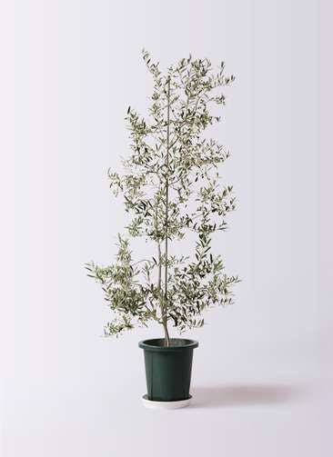 観葉植物 オリーブの木 10号 アルベキーナ プラスチック鉢