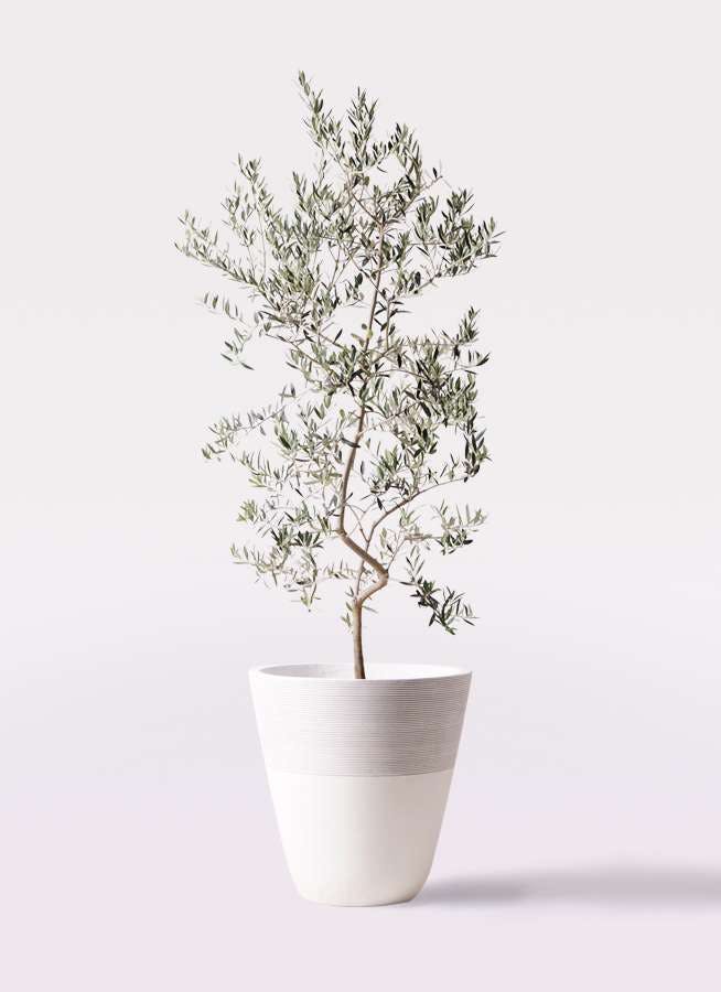 観葉植物 オリーブの木 10号 ペンドリノ ジュピター 白 付き