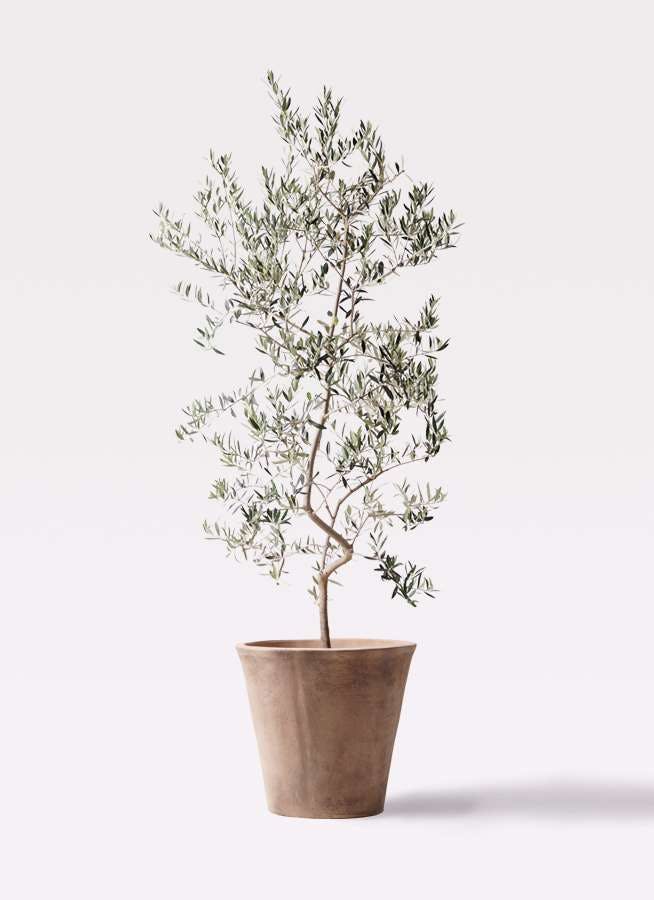 観葉植物 オリーブの木 10号 ペンドリノ ルーガ アンティコ ソリッド 付き