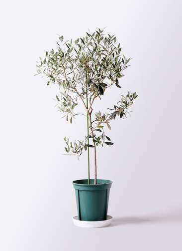 観葉植物 オリーブの木 8号 ワンセブンセブン プラスチック鉢