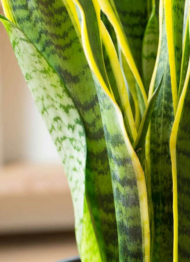 観葉植物 サンスベリア 6号 トラノオ プラスチック鉢 | 観葉植物なら