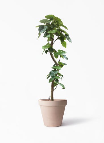 フィカス ウンベラータ 観葉植物通販hitohana ひとはな フィカス ウンベラータ 観葉植物通販hitohana ひとはな