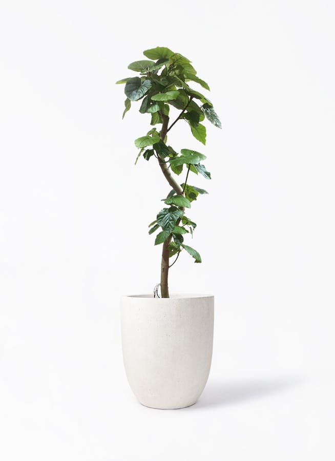 観葉植物 フィカス ウンベラータ 10号 曲がり フォリオアルトエッグ 