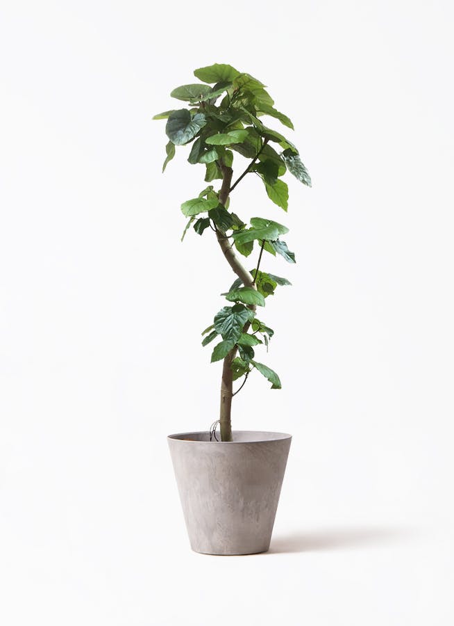 フィカス ウンベラータ 曲がり | 観葉植物通販 HitoHana（ひとはな）