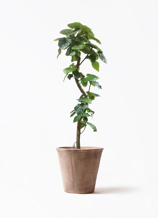 ウンベラータ 大型 | 観葉植物通販HitoHana(ひとはな)