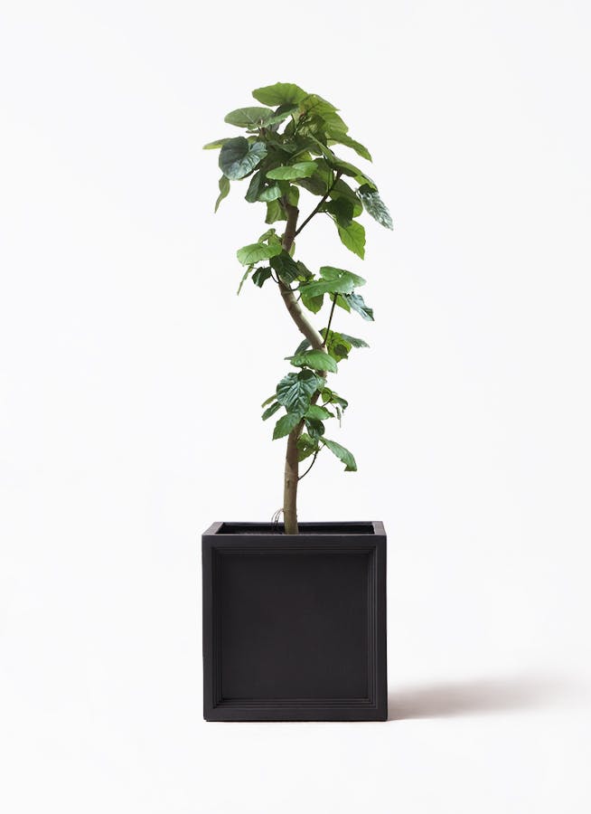 観葉植物 アマゾンオリーブ (ムラサキフトモモ) 10号 ブリティッシュキューブ 付き | 観葉植物ならHitoHana(ひとはな)