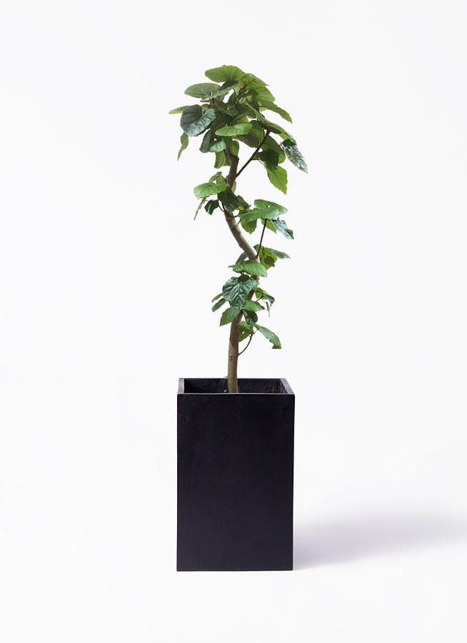 観葉植物 フィカス ウンベラータ 10号 曲がり セドナロング 墨 付き | 観葉植物ならHitoHana(ひとはな)