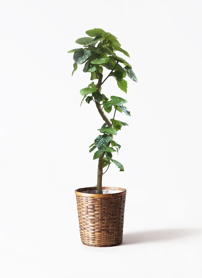 ウンベラータ 10号 | 観葉植物の通販ならHitoHana（ひとはな）