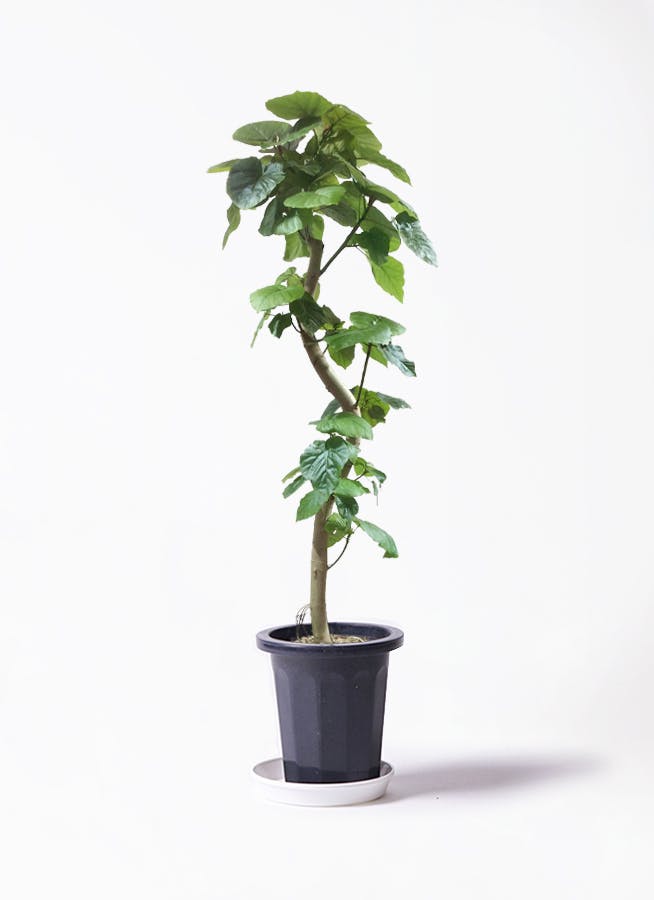 観葉植物 フィカス ウンベラータ 10号 曲がり FiberCray（ファイバー  