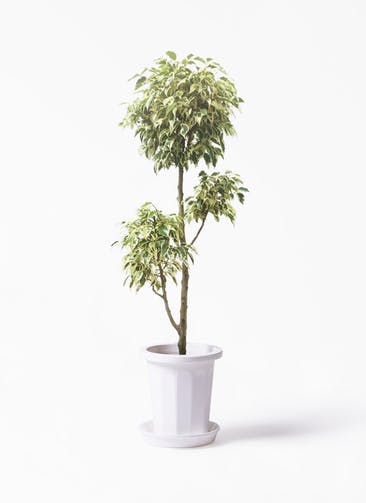 観葉植物 フィカス ベンジャミン 7号 斑入り チラシ プラスチック鉢