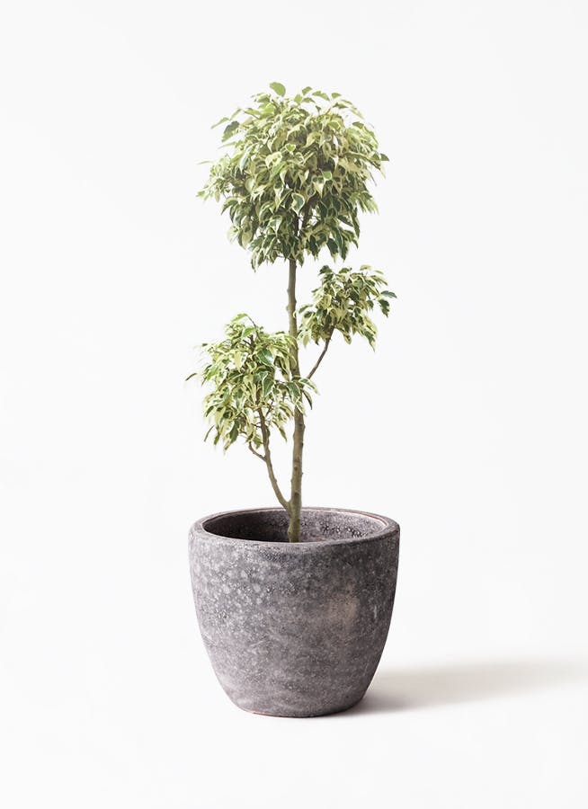 観葉植物 フィカス ベンジャミン 7号 斑入り チラシ アビスソニア ミドル 灰 付き 観葉植物ならhitohana ひとはな
