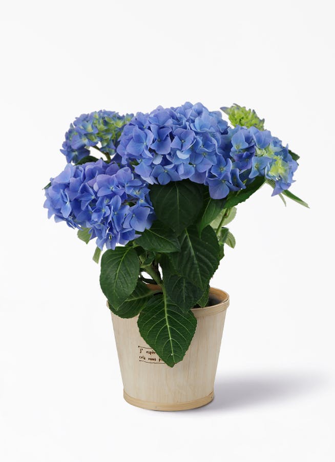 あじさい 紫陽花 5号 ブルーサンセット ウッドポット 鉢花ならhitohana ひとはな あじさい 紫陽花 5号 ブルーサンセット ウッドポット 鉢花ならhitohana ひとはな