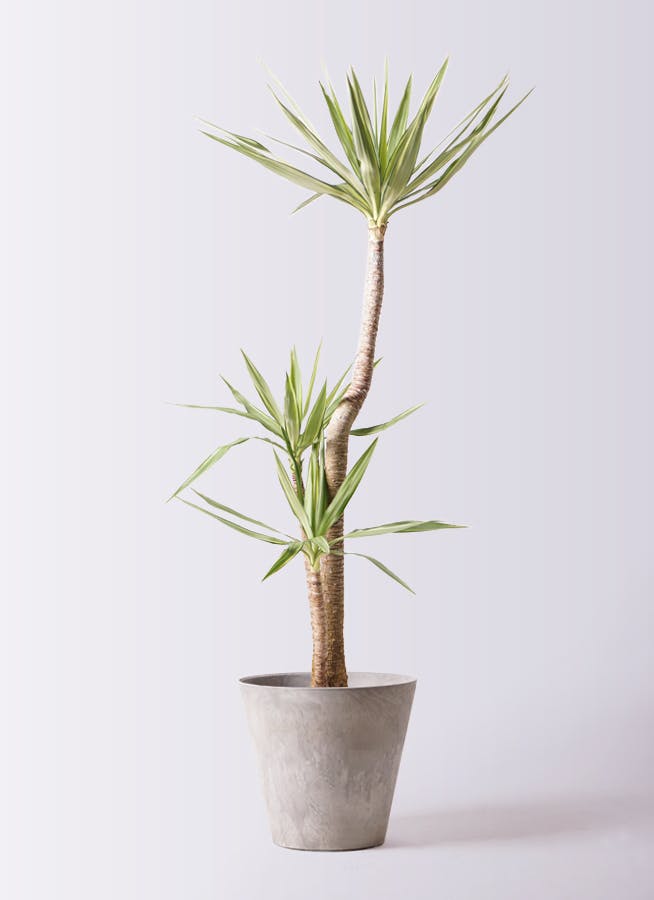 ユッカ 斑入り | 観葉植物 | インテリアやギフトに - Hitohana（ひとはな）