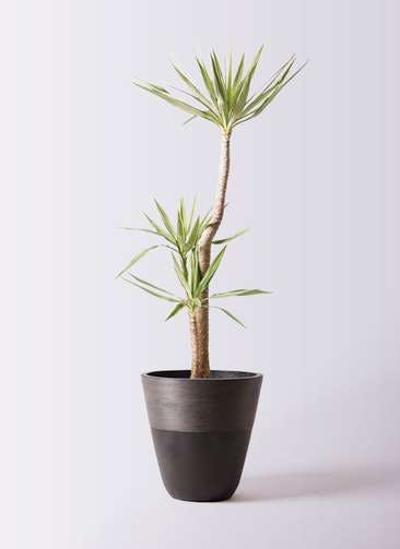観葉植物 ユッカ 10号 斑入り ジュピター 黒 付き