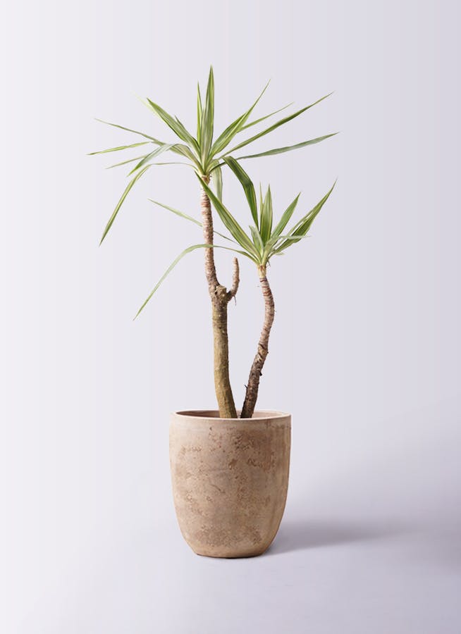 ユッカ マルデヌベス　大きめ 観葉植物 ユッカ 大型 | 観葉植物通販HitoHana(ひとはな)