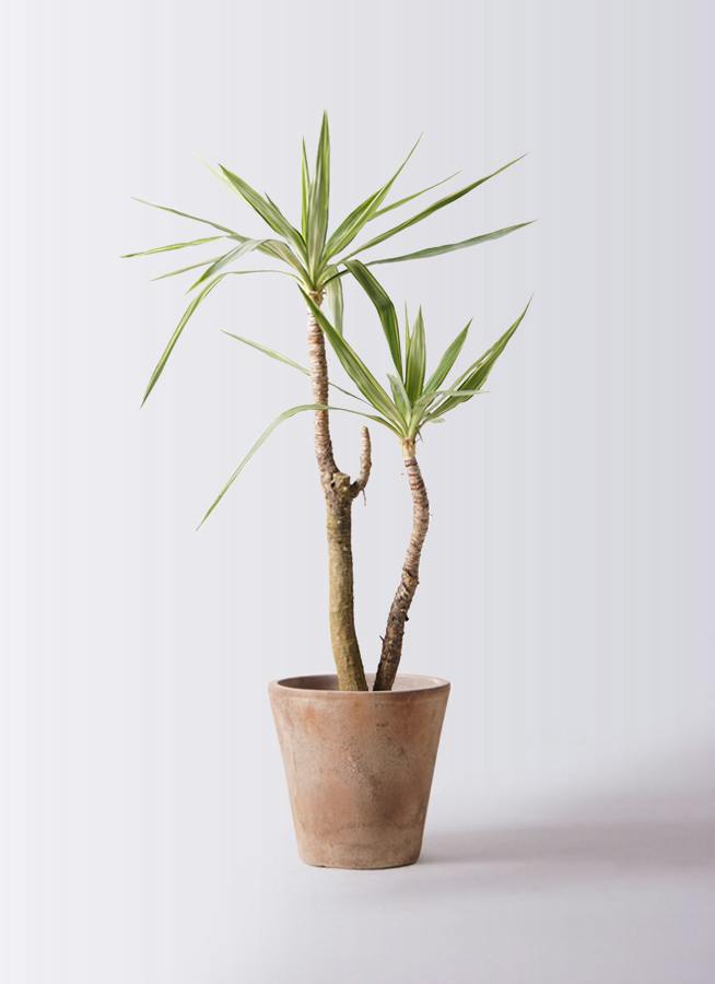 ユッカ（青年の木） | 観葉植物通販HitoHana（ひとはな）