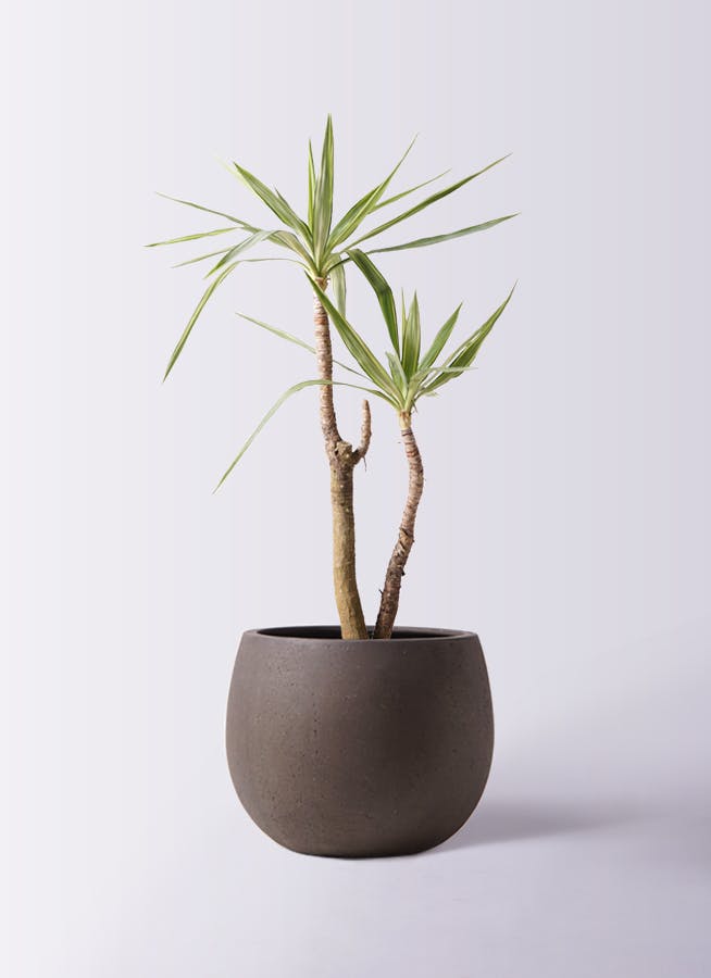ユッカ 大型 | 観葉植物通販HitoHana(ひとはな)