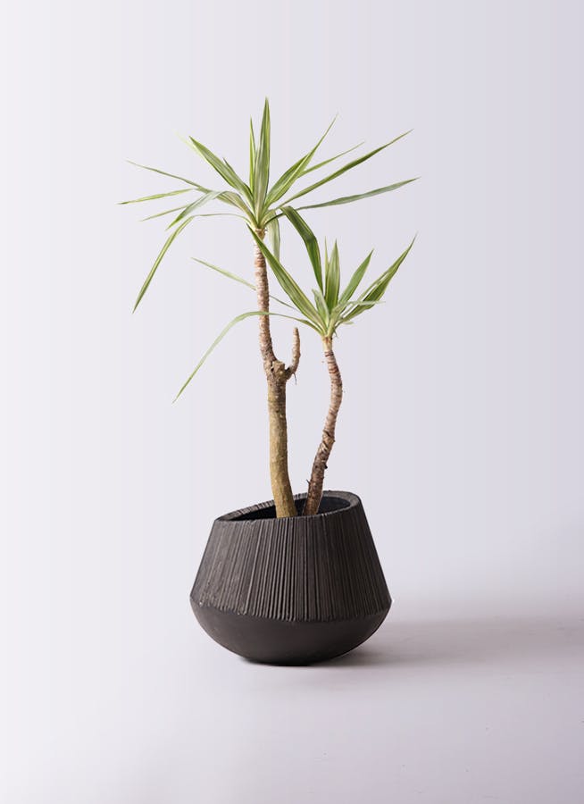 観葉植物 ユッカ 8号 斑入り エディラウンド 黒 付き | 観葉植物なら