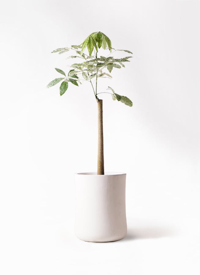 k*o様 パキラ　斑入りパキラ　　観葉植物　7号　約115センチ k*o様 パキラ 斑入りパキラ 観葉植物 7号 約115センチ k*o様 パキラ