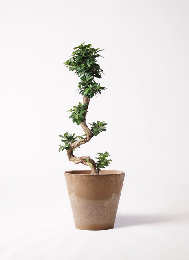 ガジュマルさま専用ページ Amazon｜GREEN PLACE ガジュマル サンスベリア パキラ 観葉植物