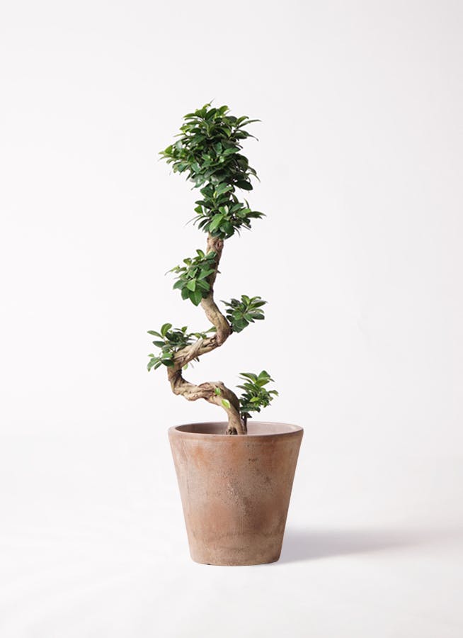 ガジュマル | 観葉植物通販 HitoHana（ひとはな）