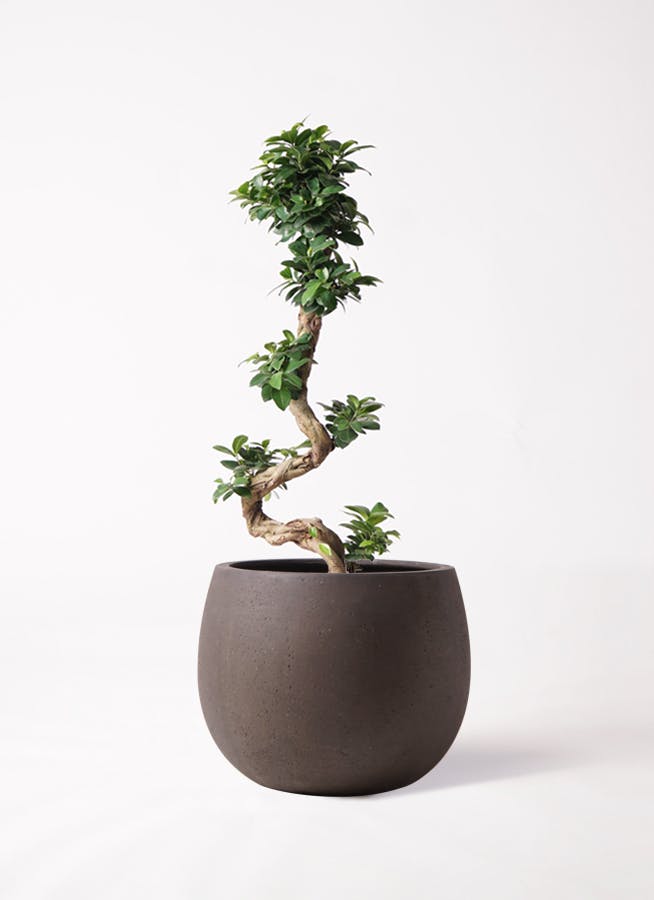 ガジュマル 8号 | 観葉植物通販HitoHana(ひとはな)