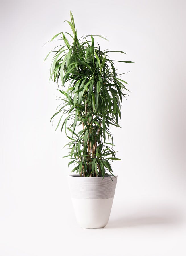 コルディリネ (コルジリネ) ストリクタ 10号 | 観葉植物通販HitoHana