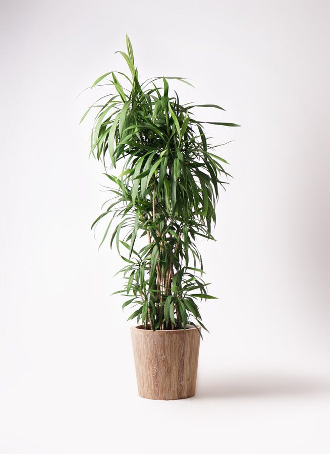 観葉植物 コルディリネ ストリクタ 10号 ウッドプランター | 観葉植物