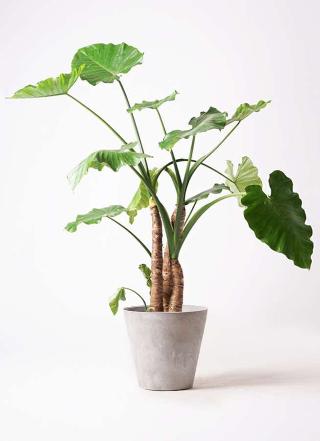 観葉植物 アロカシア 10号 オドラ（クワズイモ） アートストーン ラウンド グレー 付き