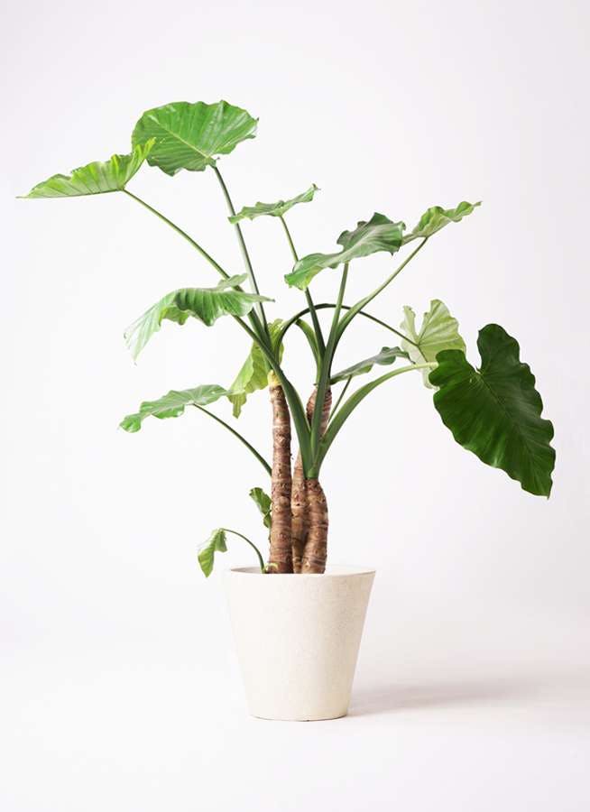 観葉植物 アロカシア 10号 オドラ（クワズイモ） フォリオソリッド クリーム 付き