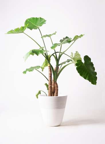 ギフト くわずいも クワズイモ やや白みがかかってきました クワズイモ 植物 観葉植物 Cowboywildrags Com