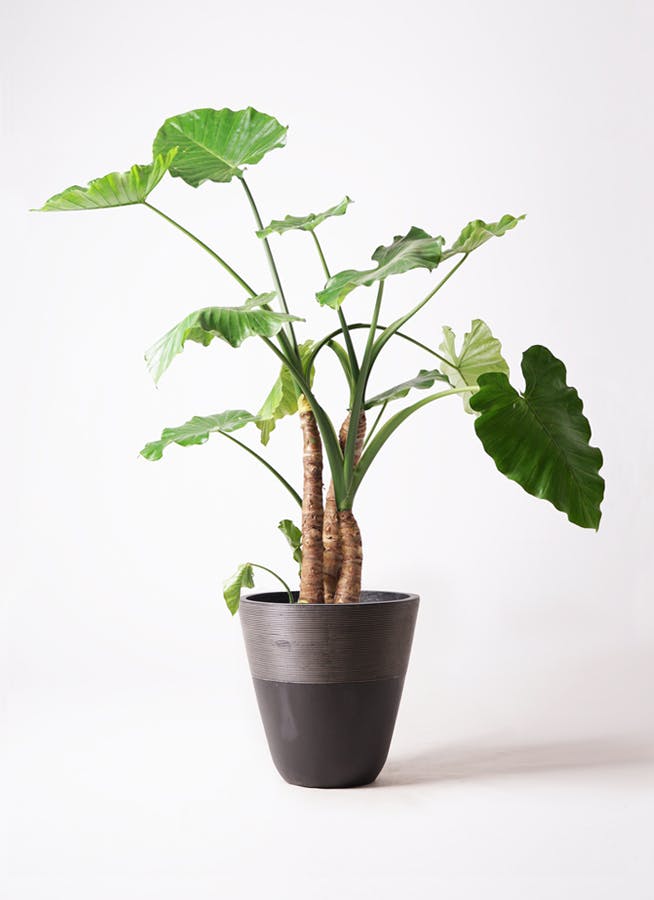 クワズイモ 10号 クワズイモ 10号 | 観葉植物通販HitoHana(ひとはな)