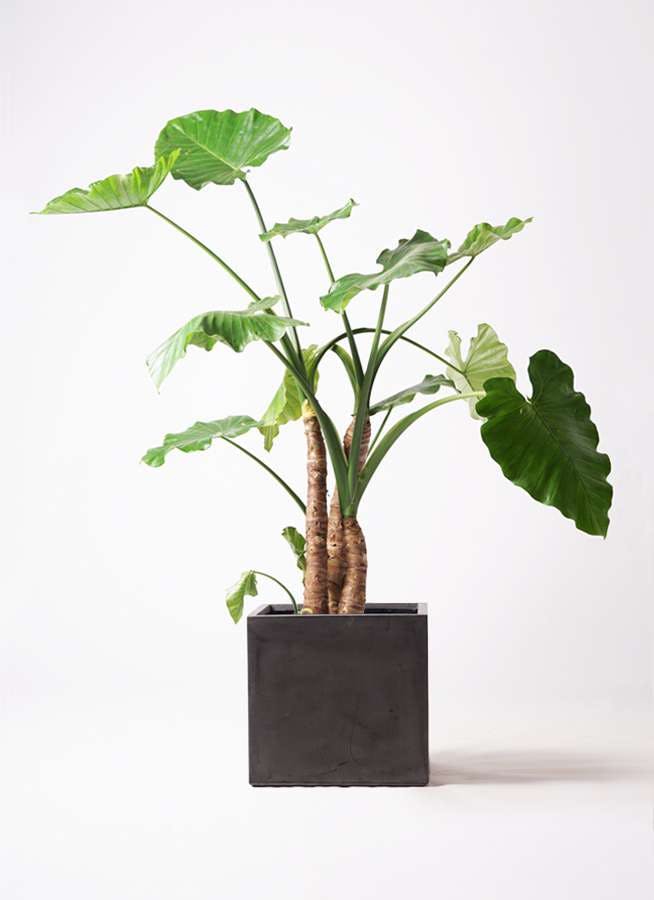 観葉植物 アロカシア 10号 オドラ（クワズイモ） ファイバークレイ キューブ 付き