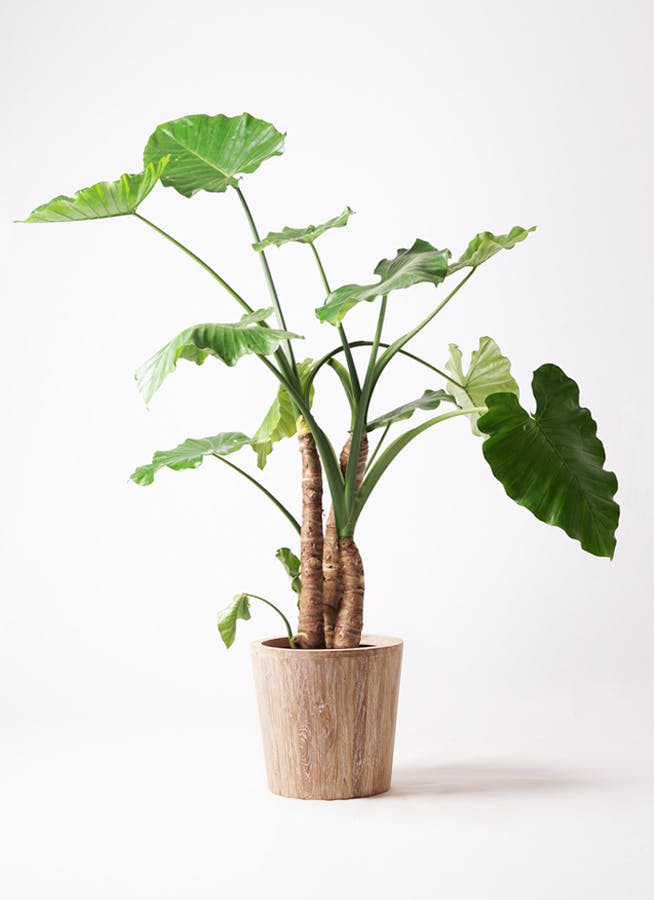 クワズイモ 10号 | 観葉植物通販HitoHana(ひとはな)