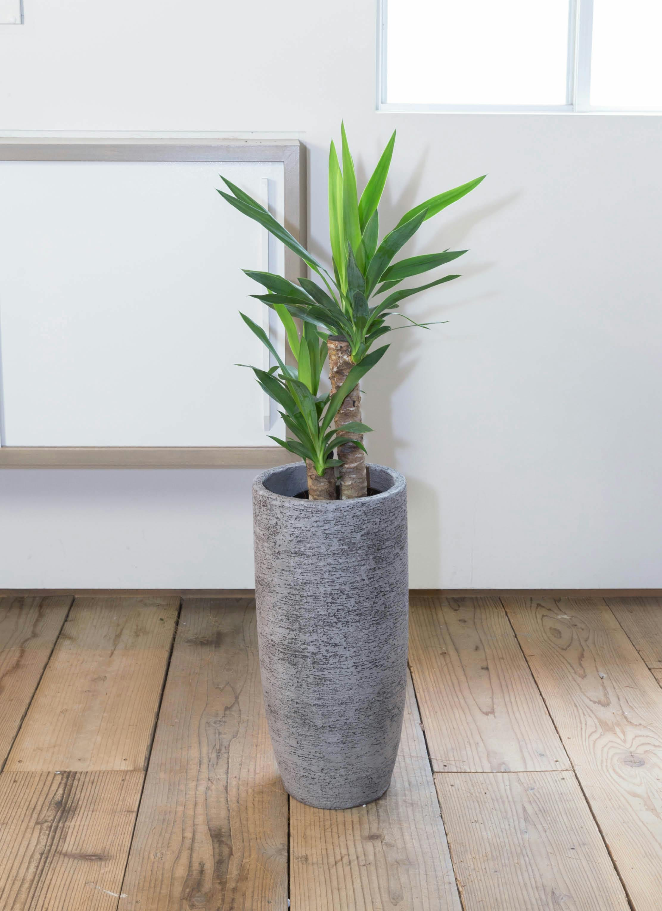 ユッカ様 1182A466_700_SR_RT_GLB?$