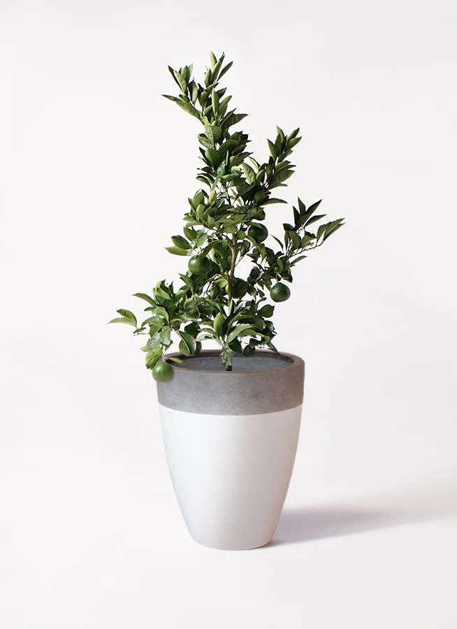 みかんの木 8号 温州 ファイバーストーンカプリ 白 付き