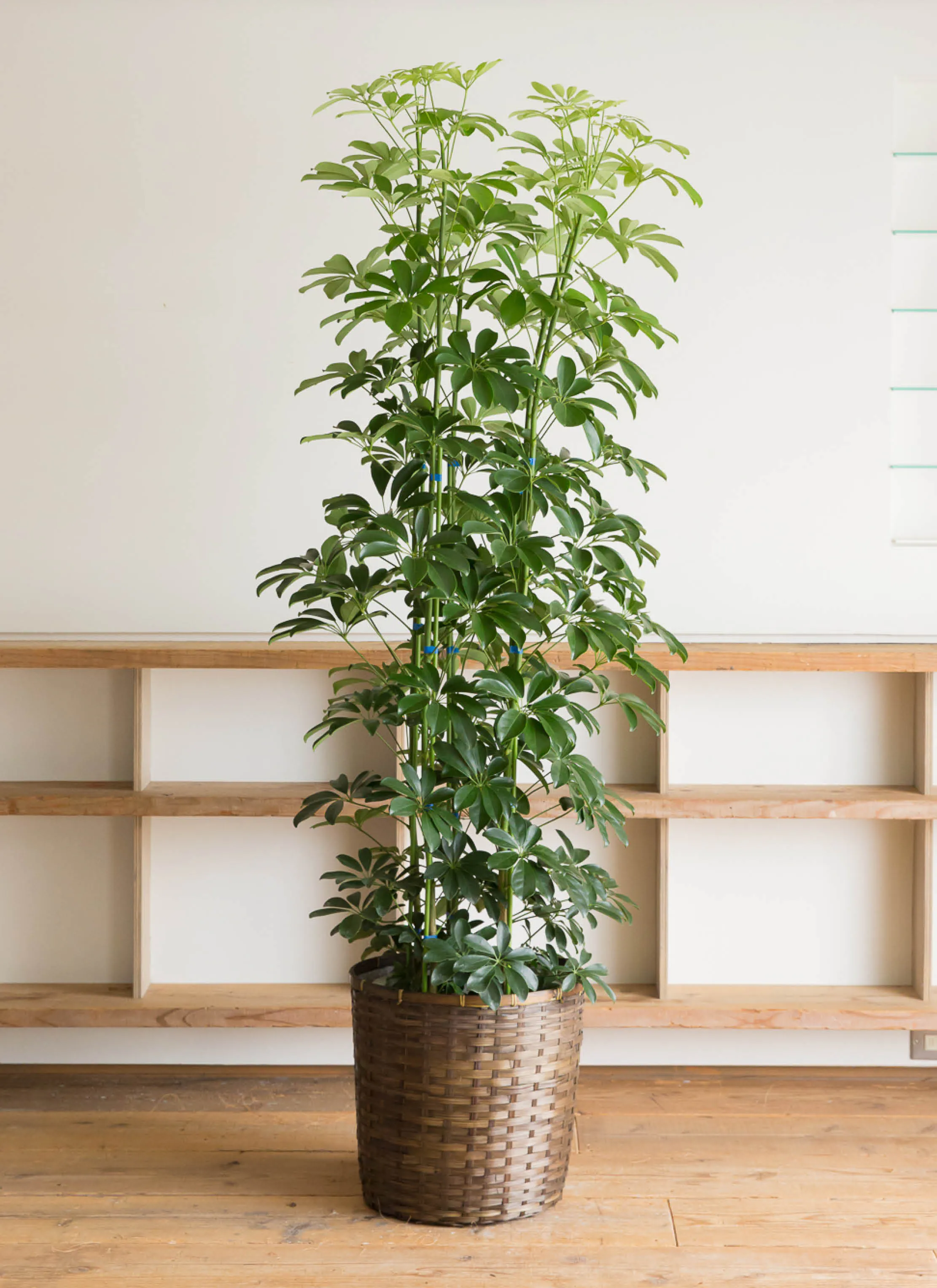 シェフレラ 大型 | 観葉植物通販HitoHana(ひとはな)