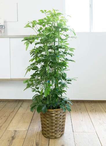 札幌に贈る観葉植物の通販 Hitohana ひとはな 札幌に贈る観葉植物の通販 Hitohana ひとはな
